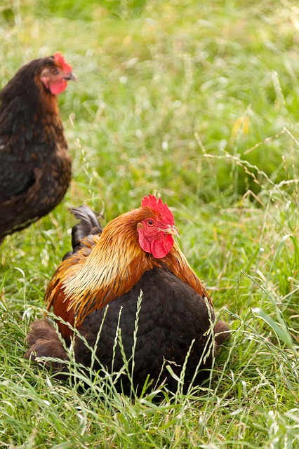 More than half of the chicken sold at your local grocer is contaminated with hormones, antibiotics, and other chemicals.