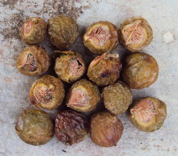 soap nuts