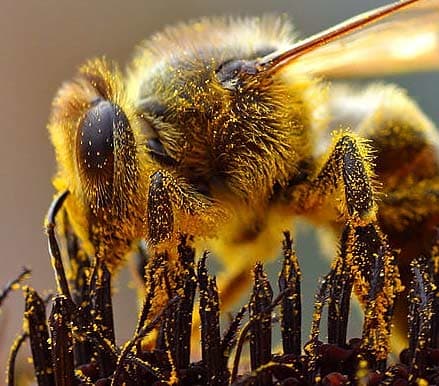 photographing-the-secret-lives-of-bees