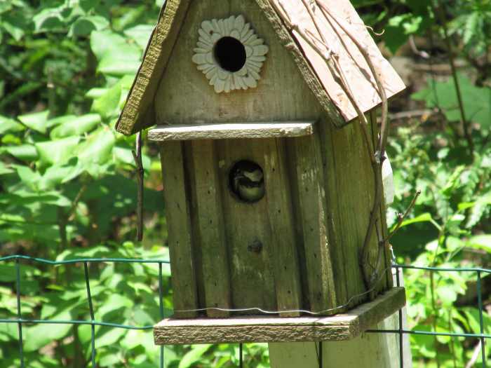 Mama Chickadee is taking care of her 3 babies; she seems to appreciate her bird house. This is her third brood this season!