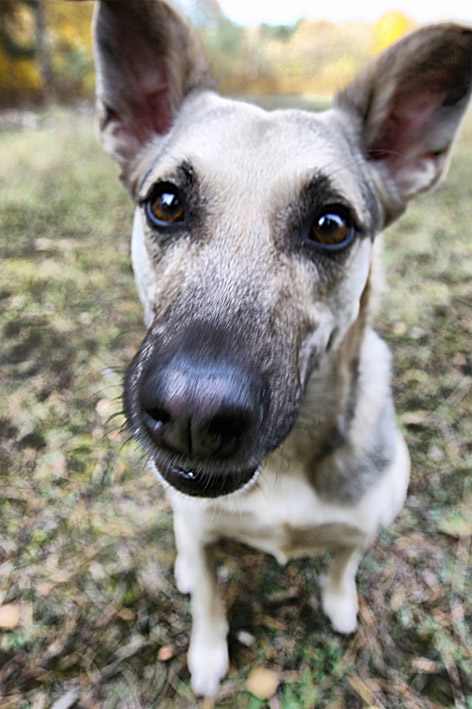 Over feeding a dog can lead to a loss of happiness, health, and it will greatly reduce a dog's lifespan. Could you imagine losing your dog to a 100% preventable health issue?