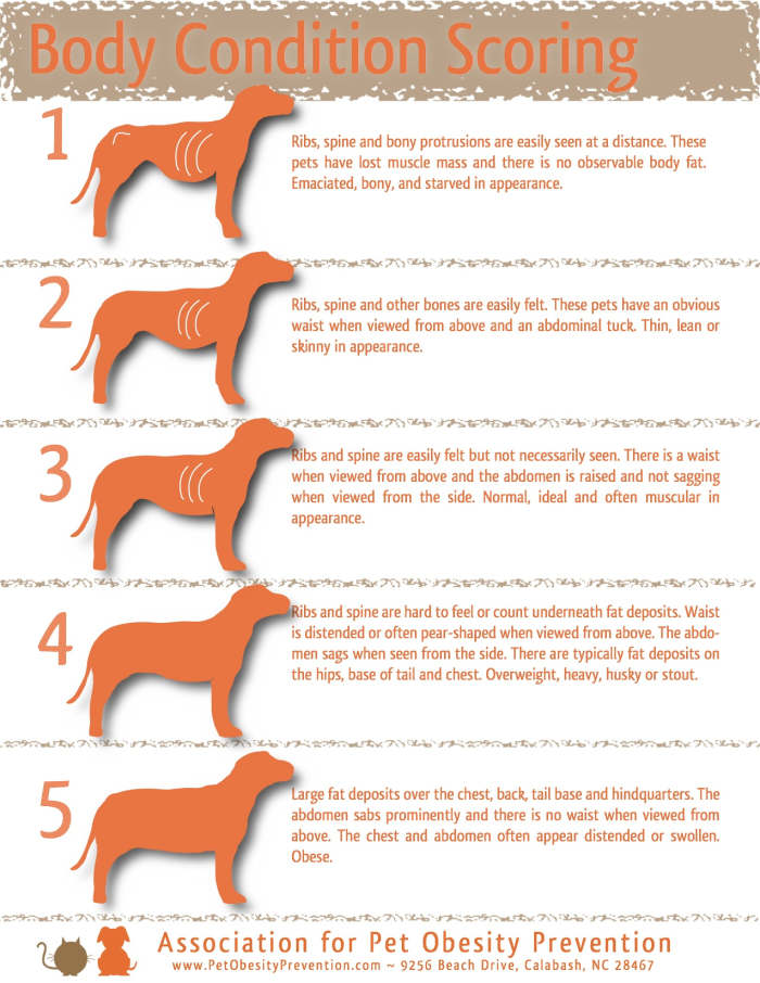 A wonderful guide to avoid over feeding a dog; this chart is well written and can help you to better understand how a healthy dog should appear.