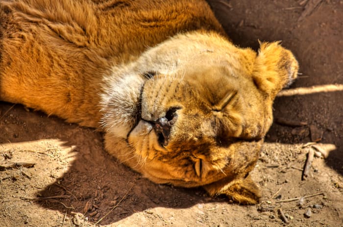 Lioness sleeping at the Chilean National Zoo