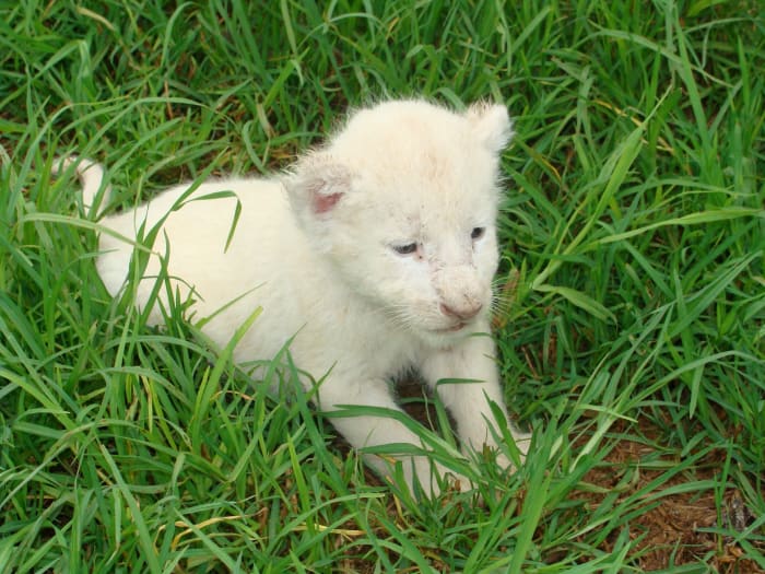 A white lion cub at the Rhino and Lion Nature Reserve in South Africa