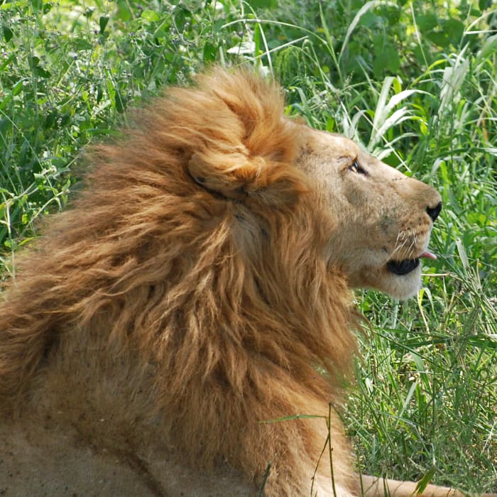 Lion in Serengeti region in Africa