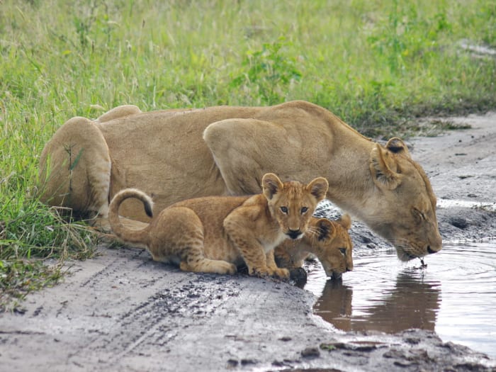 Lioness and cubs getting a drink in Chobe National Park, Botswana