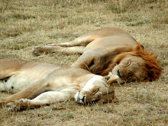 A lion and a lioness sleeping in the Serengeti