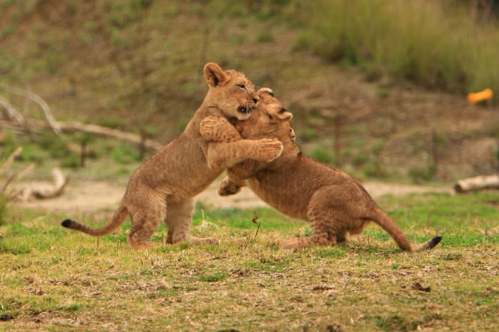 Another photo of lion cubs playing at the San Diego Wild Animal Park