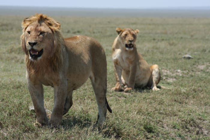 Two lions in the Serengeti National Park, Tanzania