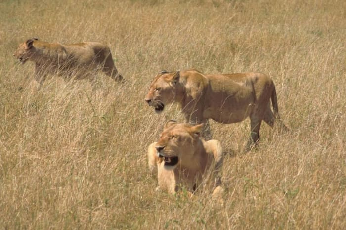 Lions hunting in Africa