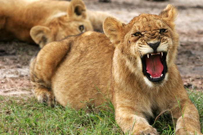 Lion cub roaring in Tanzania
