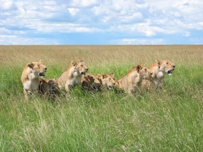 A pride of lions in the Masai Mara National Park in Kenya