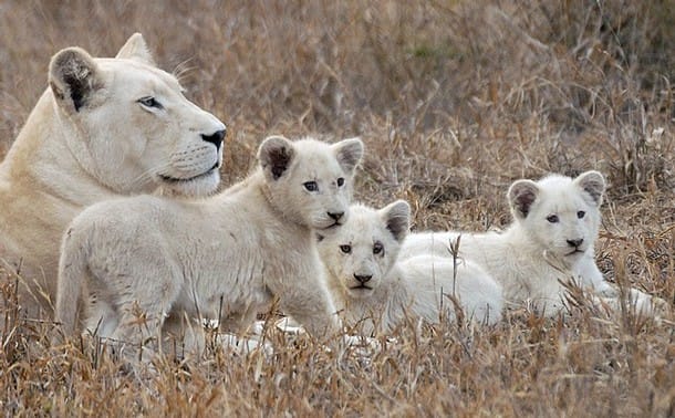 A white lioness and her cubs at the Global White Lion Protection Trust game reserve in Timbavati