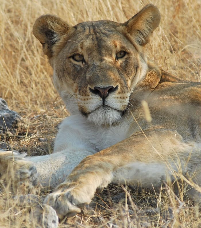 Lioness at Etosha National Park in Nimibia