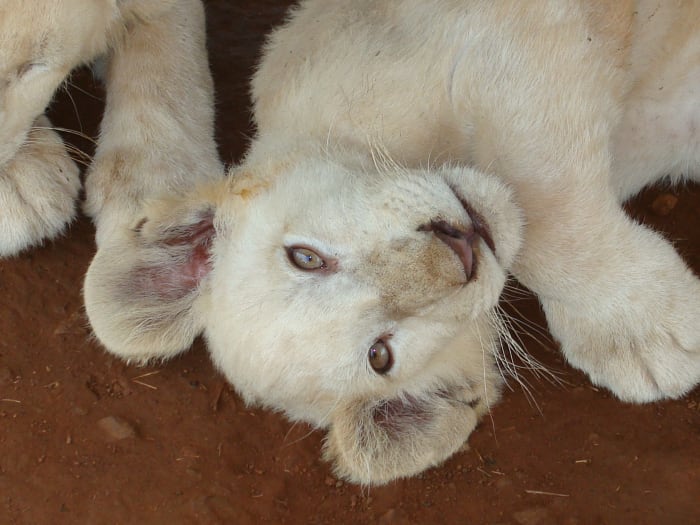 A white lion cub at the Rhino and Lion Nature Reserve in South Africa