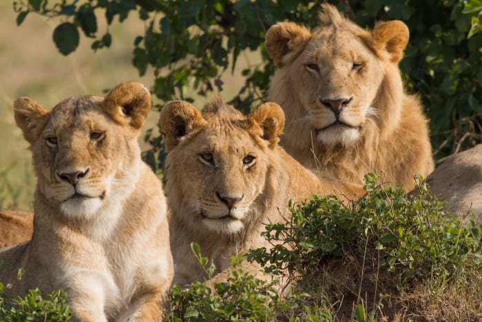 Portrait of three lions (one female and two males), all resting at morning time. Taken in Masai Mara, southwest Kenya.