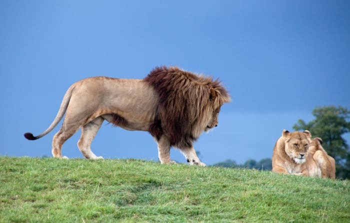 Male and female lion
