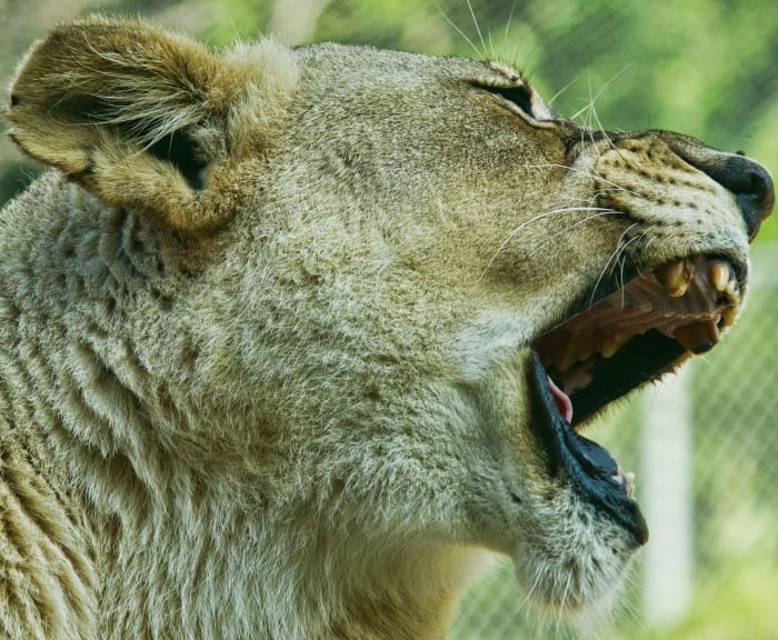 Closeup of a lioness roaring at the Oklahoma City Zoo