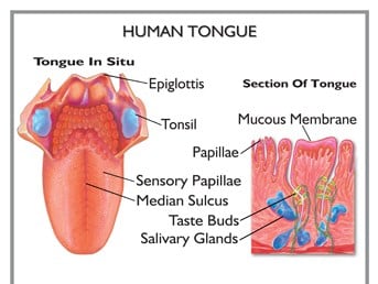 Layers of the Tongue showing the mucosa, the taste buds, the papillae and the salivary glands.