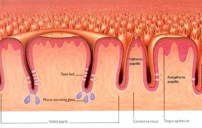 This is a microscopic view of the human tongue showing three types of papillae on the surface of the tongue.