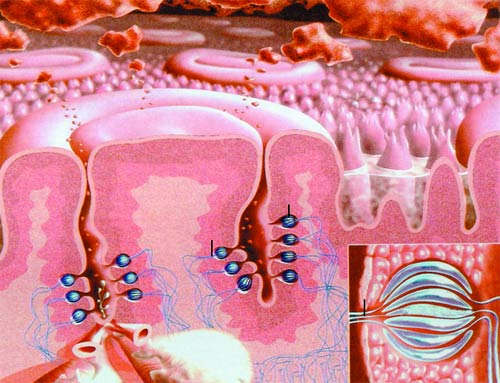 Details of the structure within the Circumvallate papillae. Microscopic look of a taste bud (inset).