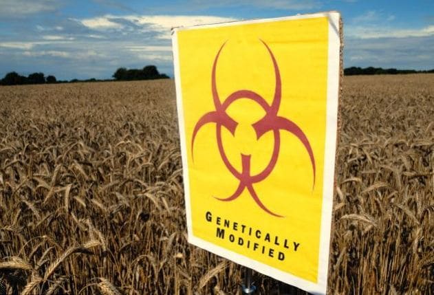 My question is WHY were "volunteer" crops even in the same field with GM wheat esp when we've been told there is no GMO wheat, but also that GMO's are a contaminant?????