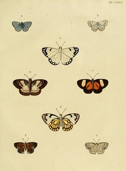 Look to the top left of this image to see the Spring Azure butterfly. When I get one of my own, I will share that here. These are small and silvery on the outer wings. They are more light blue when wings are open.