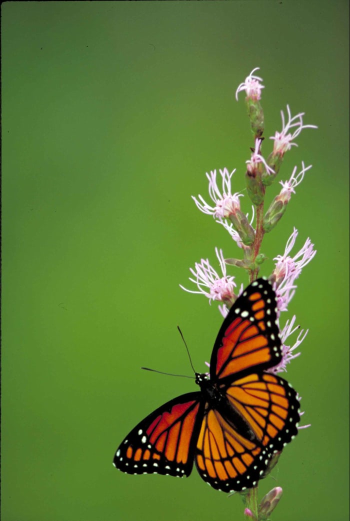 Similar, but different from the Monarch that it looks like. A very beautiful butterfly, also known as Limenitis archippus.