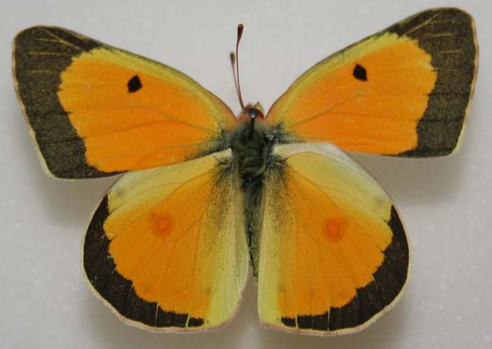 Colias eurytheme - Also known as the Orange Sulphur Butterfly. These sometimes look just like the Clouded Sulphur butterflies, but the tips look to be more orange or copper colored than the Clouded Sulphurs look.