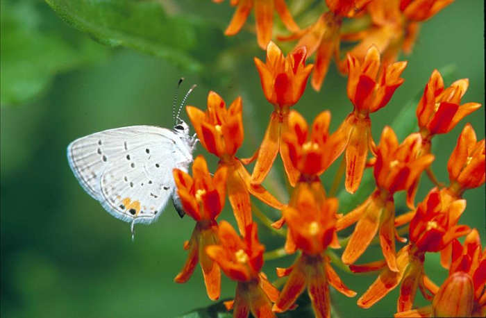 A lovely capture of an Eastern Tailed Blue, as they are so small and not always easy to see. It is getting nectar from the butterfly weed, or blood weed flower. Everes comyntas