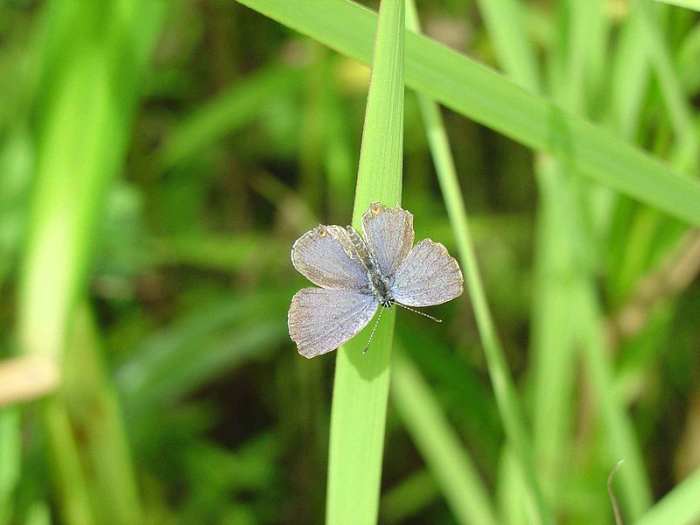 The Eastern Tailed blue butterfly with wins open so you can see more of the light blue color. The Everes Comyntas is a small and dainty butterfly.