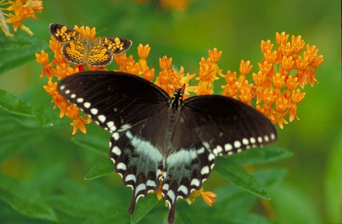 I love the large black and blue spicebush swallowtail butterfly here, but the little pearl crescent almost gets lost in the orange flowers. Both are so beautiful to me!