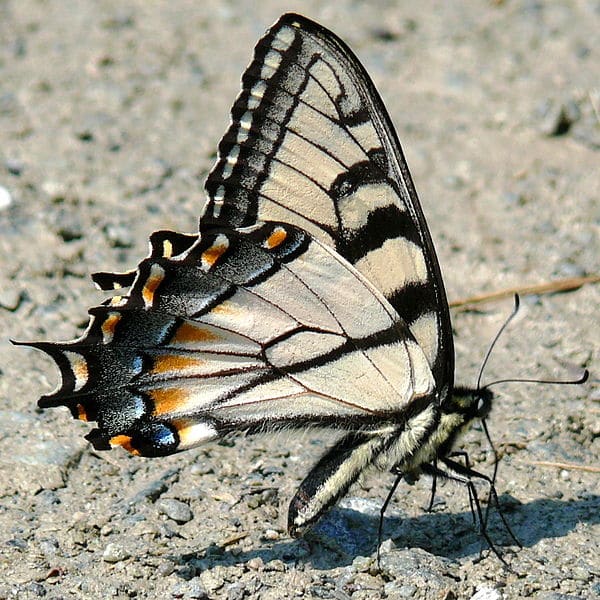 I have seen the Eastern Tiger Swallowtail butterfly come to my garden for the nectar of purple phlox flowers. They are so beautiful.