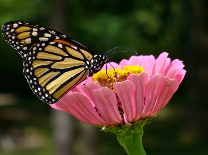 Monarch Butterfly on a Pink Zinnia grown from seed, drinking the nectar from it. Photo taken in my backyard a few summers ago. Danaus plexippus.