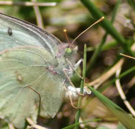 A female orange sulphur butterfly laying an egg. An excellent capture by Megan McCarty. Public domain.