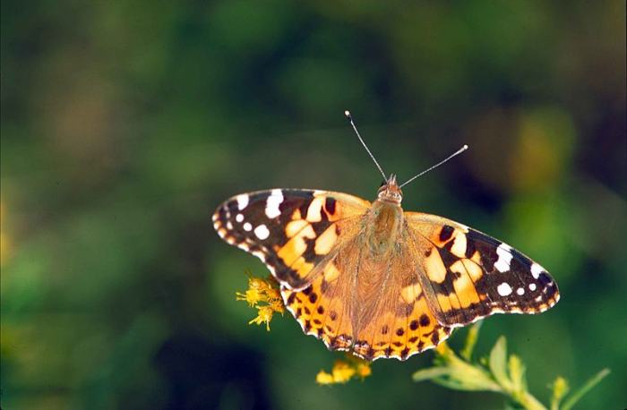 The top side of the wings of the painted lady butterfly. Depending on how the butterfly is holding its wings, you will see different patterns. They use each as needed. Sometimes to attract a mate, and the other for camouflage for protection.