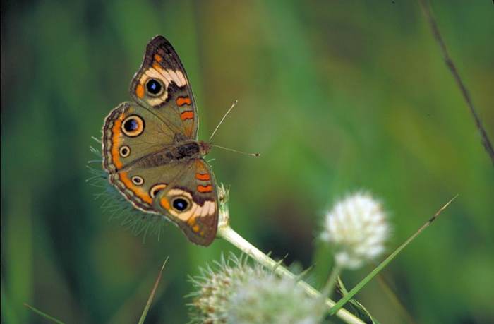 Such a beautiful butterfly, with a neat built in mechanism of eye spots which serve to protect the butterfly from some startled predators.