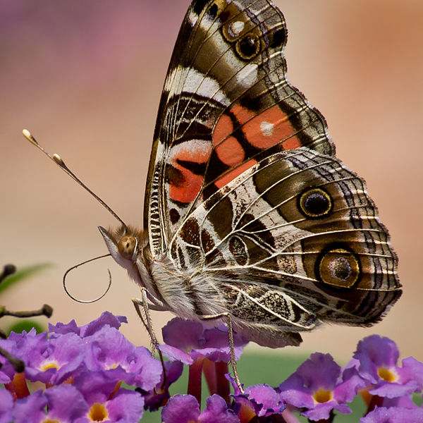 A gorgeous capture of the Painted Lady Butterfly on a purple flower. Public Domain. I believe this is either lantana flowers, or butterfly bush. Both attract butterflies.