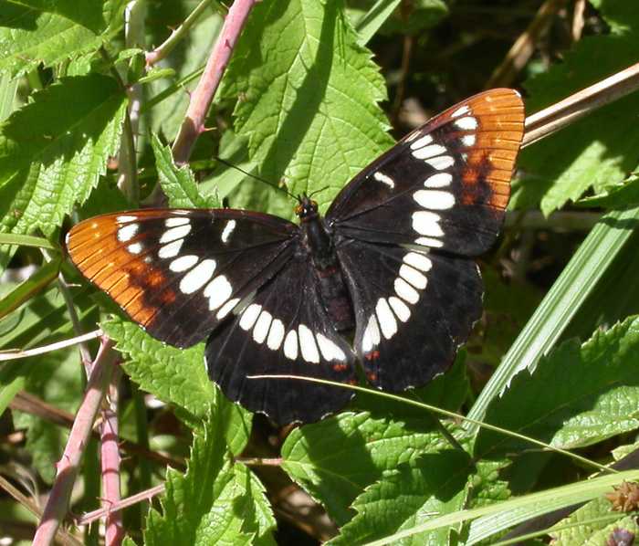 Photo taken at Lodi Lake in Lodi, California. Lorquin's Admiral Butterfly,