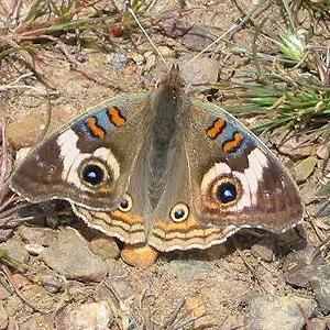 The common buckeye is a beautiful butterfly with interesting markings as seen in this picture.