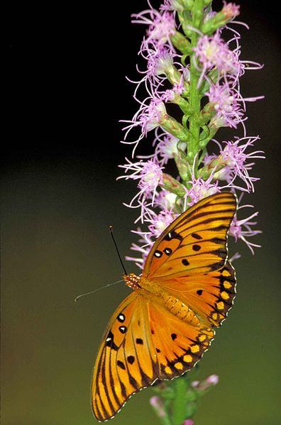 Beautiful orange Gulf Fritillary Butterfly on purple flowers. Sometimes referred to as Passion Butterfly.