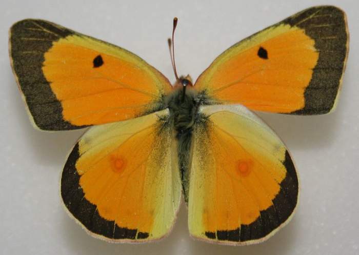 Male Orange Sulphur Butterfly