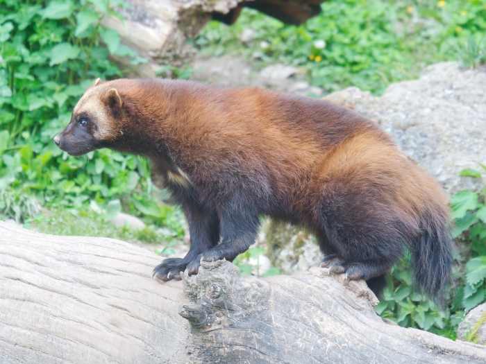 The wolverine, or Gulo gulo, is most closely related to the marten, both members of the Mustelidae (weasel) family.