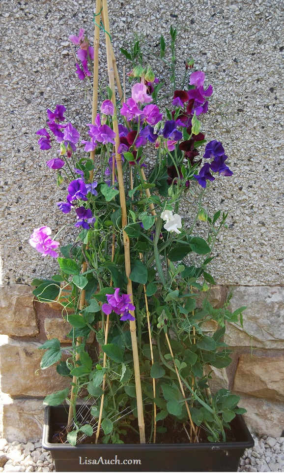 Sweet Peas Easy To Grow Fragranced Flowers From Seeds HubPages