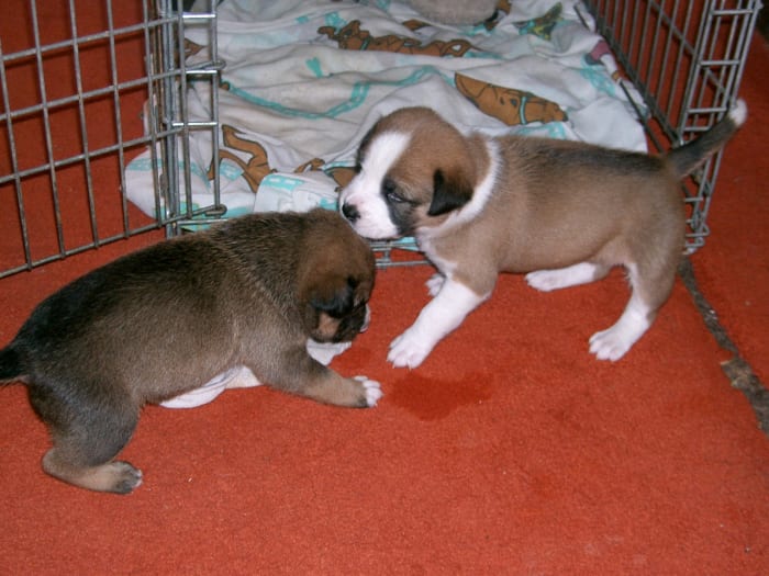 A puppy crate can be a useful tool when toilet training a puppy.