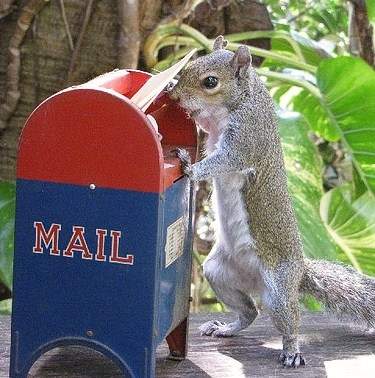 An irate squirrel lodges a complaint with the Postmaster about letter carriers who keep sticking their hands into his nut stash. I know that sounds completely inappropriate but there I said it.