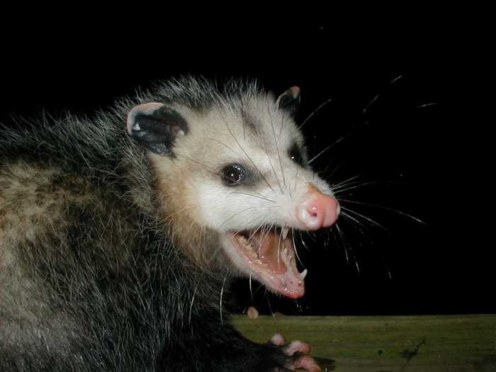 Late mail delivery is enough to piss off any possum.