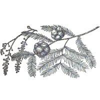 Pictured here are the Bald Cypress' needle-lined leaves, male flowers hanging from catkins, and its globulous cones.