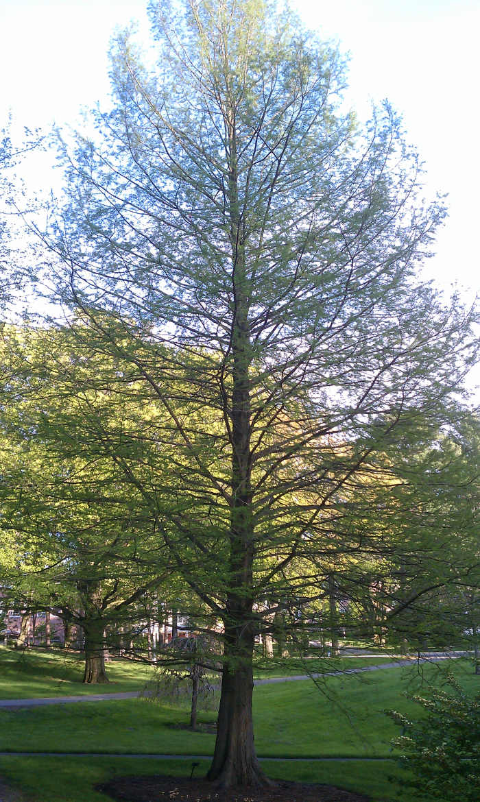 The Bald Cypress produces needles which turn color and shed in the fall, making the tree both coniferous AND deciduous!