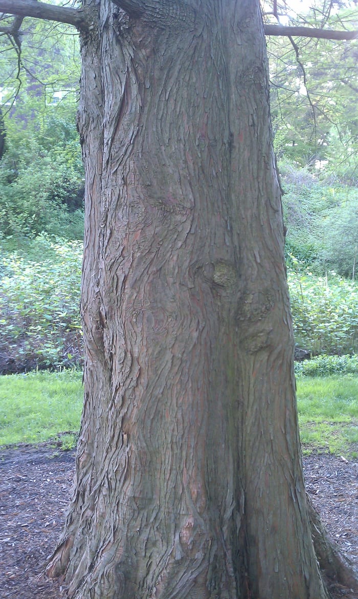 Thin, fibrous and intertwining, the bark of the Bald Cypress is good for wetlands but does little to protect the tree from wildfire.